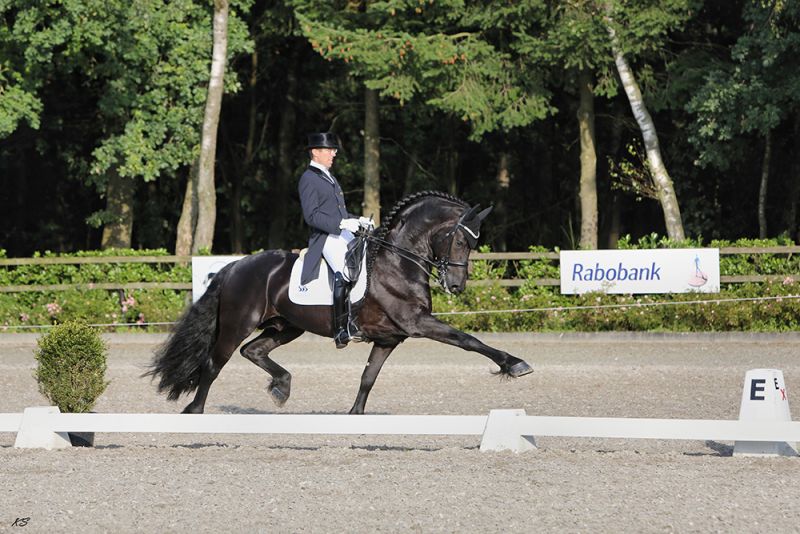 elias-494-spliethof-paarden